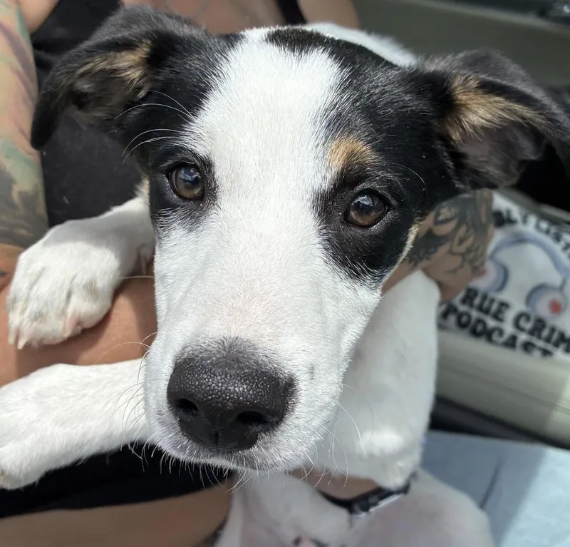 A young small-sized male Rat Terrier dog named Phil for adoption in Indiana, PA