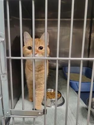 An adult medium-sized female Domestic Short Hair cat named Mira for adoption in Fishers, IN