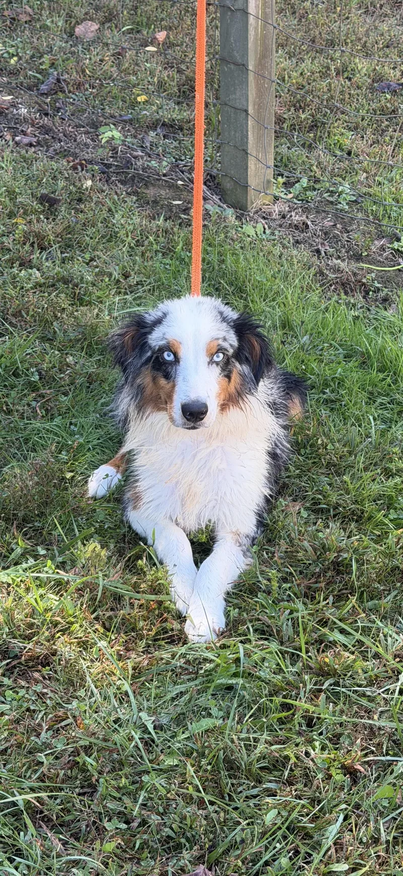 A young medium-sized female Australian Shepherd dog named Cheeto for adoption in Maynardville, TN