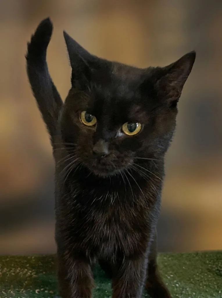 A baby large-sized male Domestic Short Hair cat named Panther for adoption in Dalton, GA