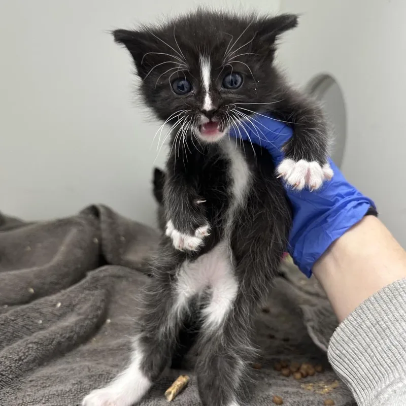 A baby small-sized female Black Domestic Short Hair cat named Tex for adoption in Philadelphia, PA