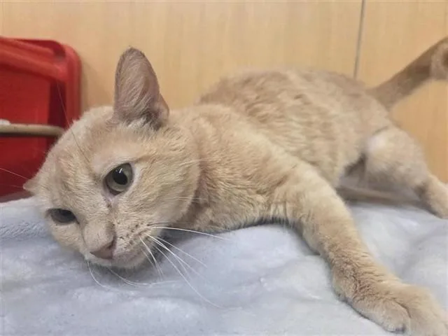 A young small-sized female Domestic Short Hair cat named Melis for adoption in Saint Louis, MO