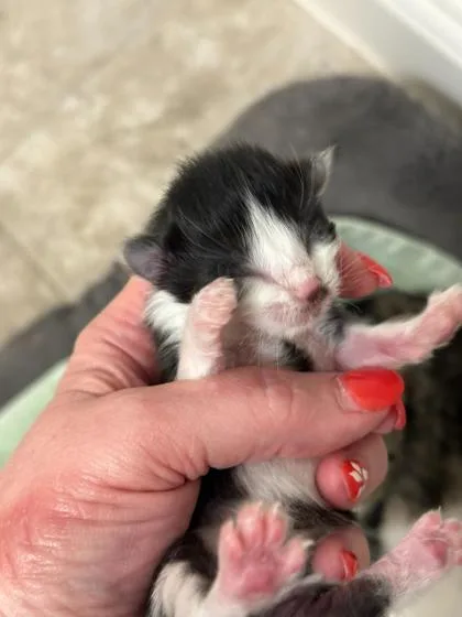 A baby small-sized male Domestic Long Hair cat named Canel for adoption in Fort Worth, TX
