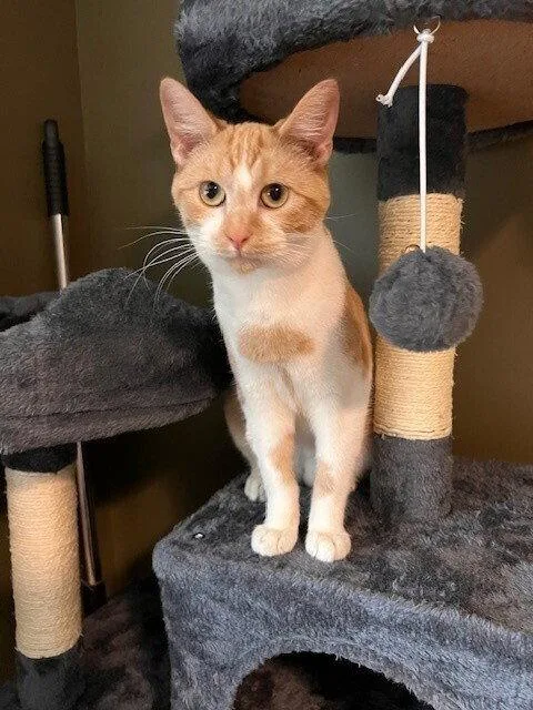 A young medium-sized female Orange & White Domestic Short Hair cat named Coral for adoption in O'Fallon, MO