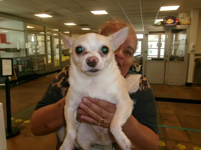 An adult small-sized female Chihuahua dog named Chikis for adoption in Van Nuys, CA