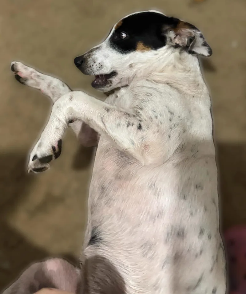 A young medium-sized female Australian Cattle Dog / Blue Heeler named Susie for adoption in Bradenton, FL
