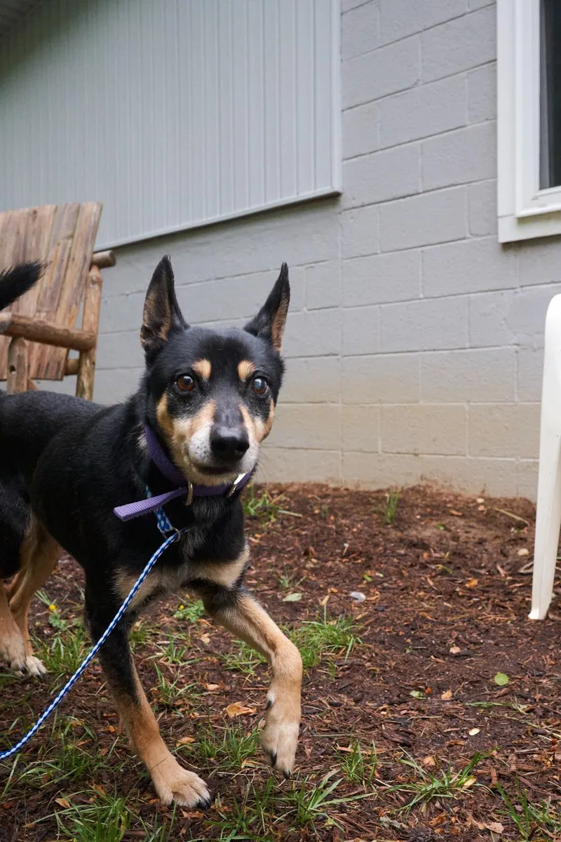 An adult small-sized male Miniature Pinscher dog named Ringo for adoption in Floyd, VA