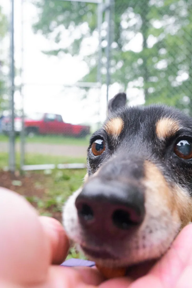 Ringo thumbnail 4
