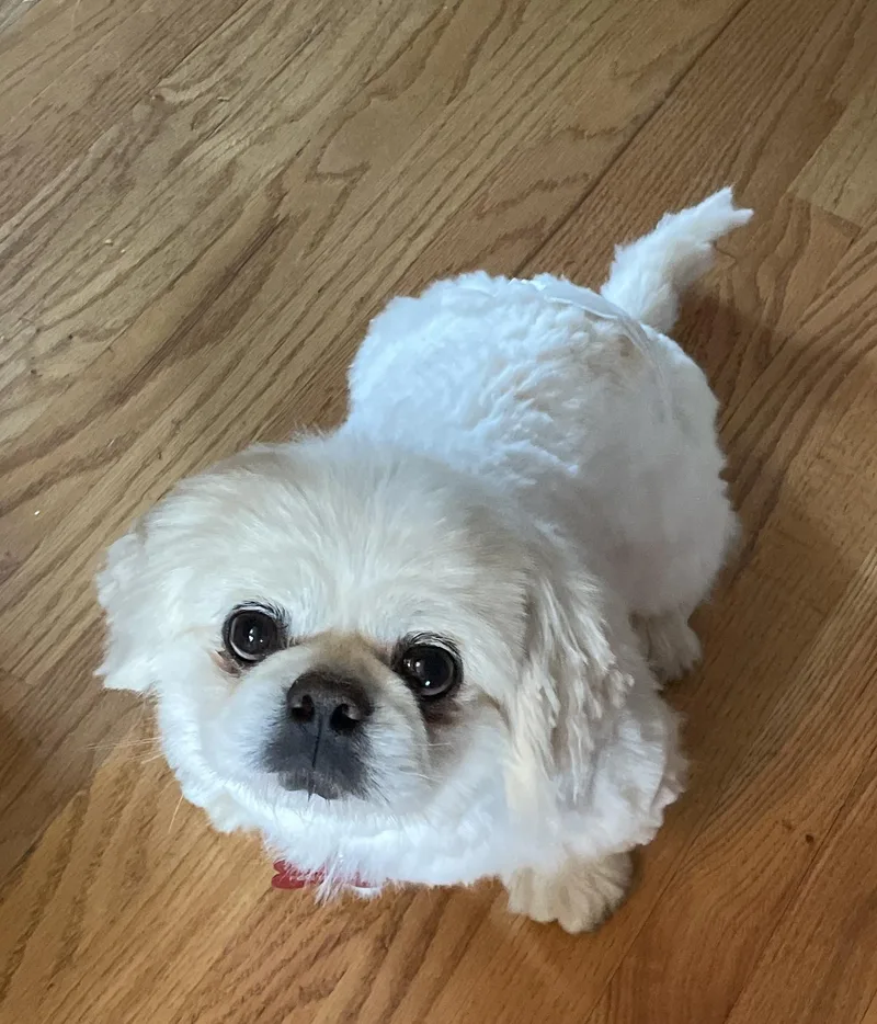 An adult small-sized male Pekingese dog named Boone for adoption in Overland Park, KS