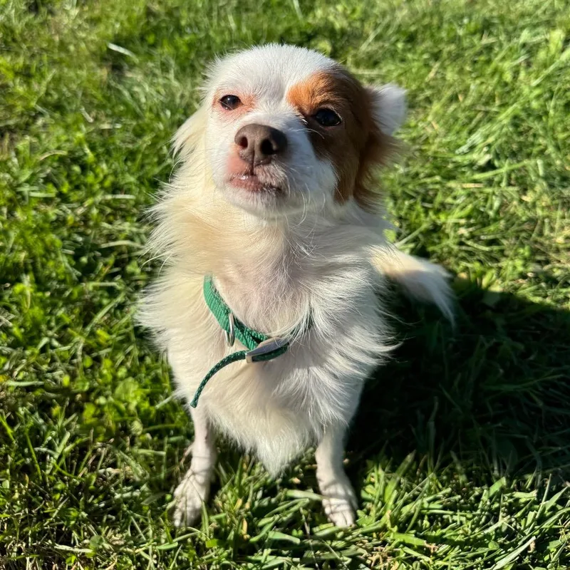 A young small-sized male Chihuahua dog named Ernie for adoption in Monticello, IA
