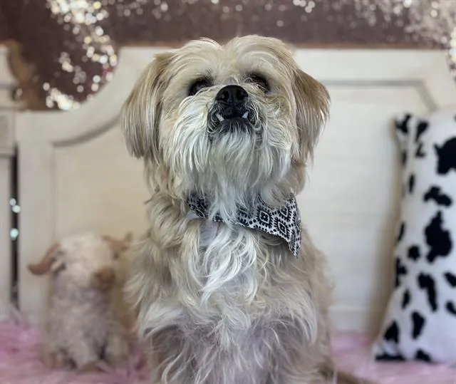 An adult small-sized male Terrier dog named Clay for adoption in Fairfield, CA