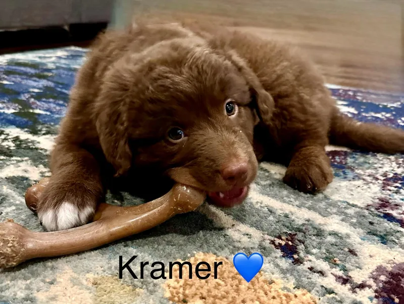 Kramer thumbnail 3
