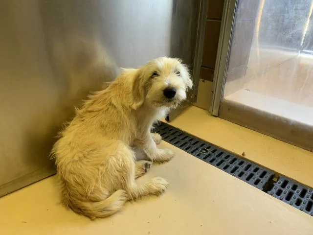 A young medium-sized male Terrier dog named Monty for adoption in Thousand Palms, CA