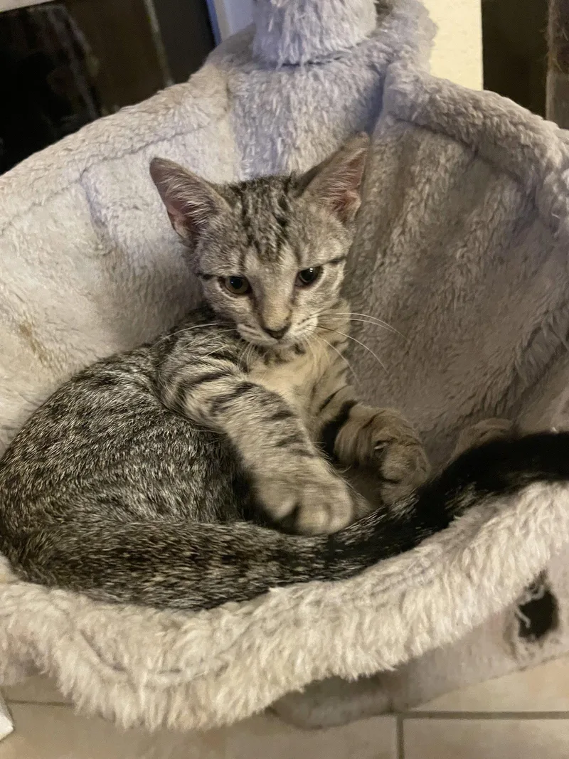A baby medium-sized female Tabby cat named Tweety Bird for adoption in Wesley Chapel, FL