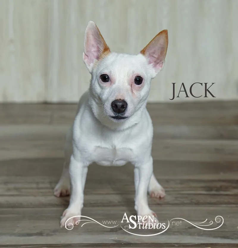 A young small-sized male Jack Russell Terrier dog named Jack for adoption in Valparaiso, IN