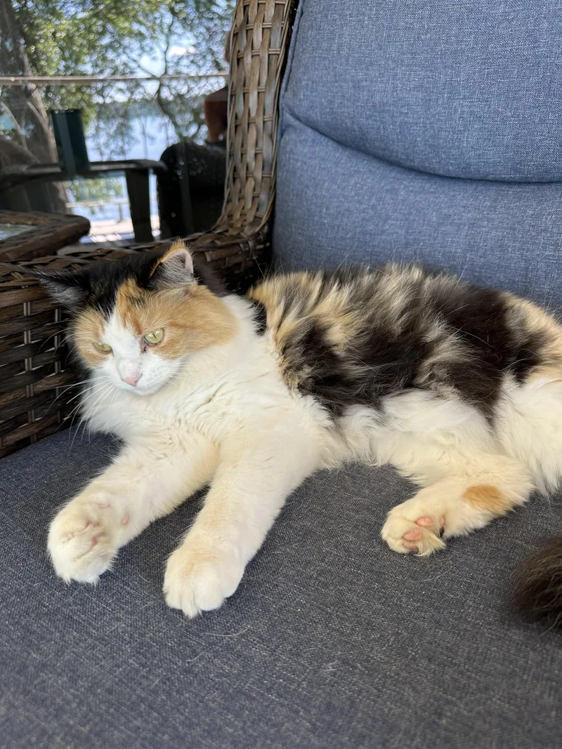 A young medium-sized female Calico cat named Lucy for adoption in Lakeville, MN
