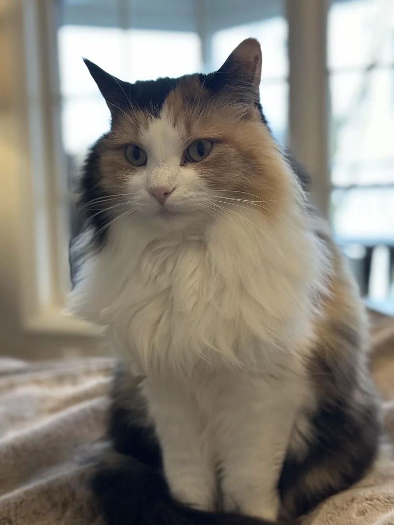 Lucy thumbnail 3