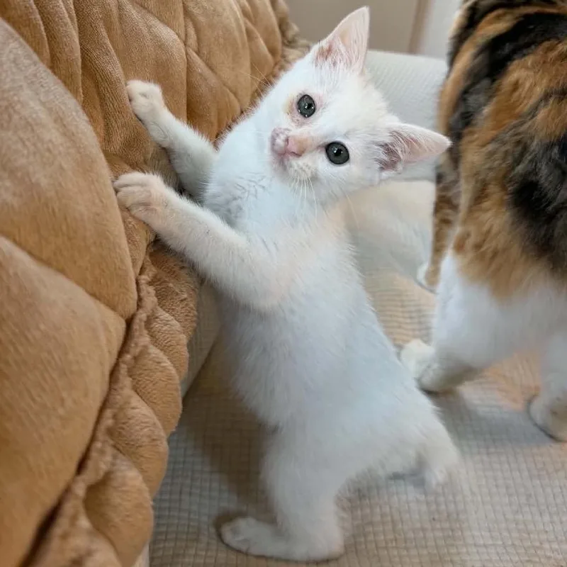 A baby small-sized female White Domestic Short Hair cat named Yuki for adoption in Buffalo, MN