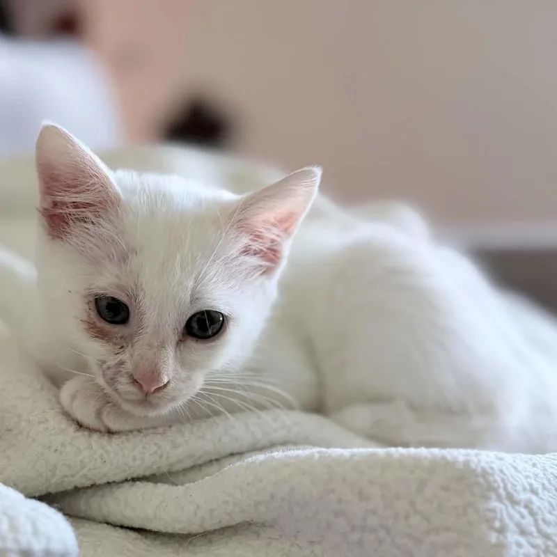 Yuki thumbnail 2