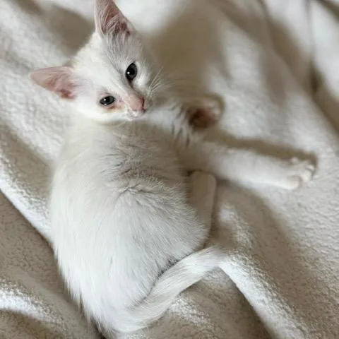 Yuki thumbnail 3