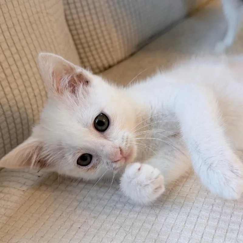 Yuki thumbnail 4