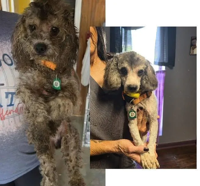 A young small-sized male Miniature Poodle dog named Loki for adoption in Foley, AL
