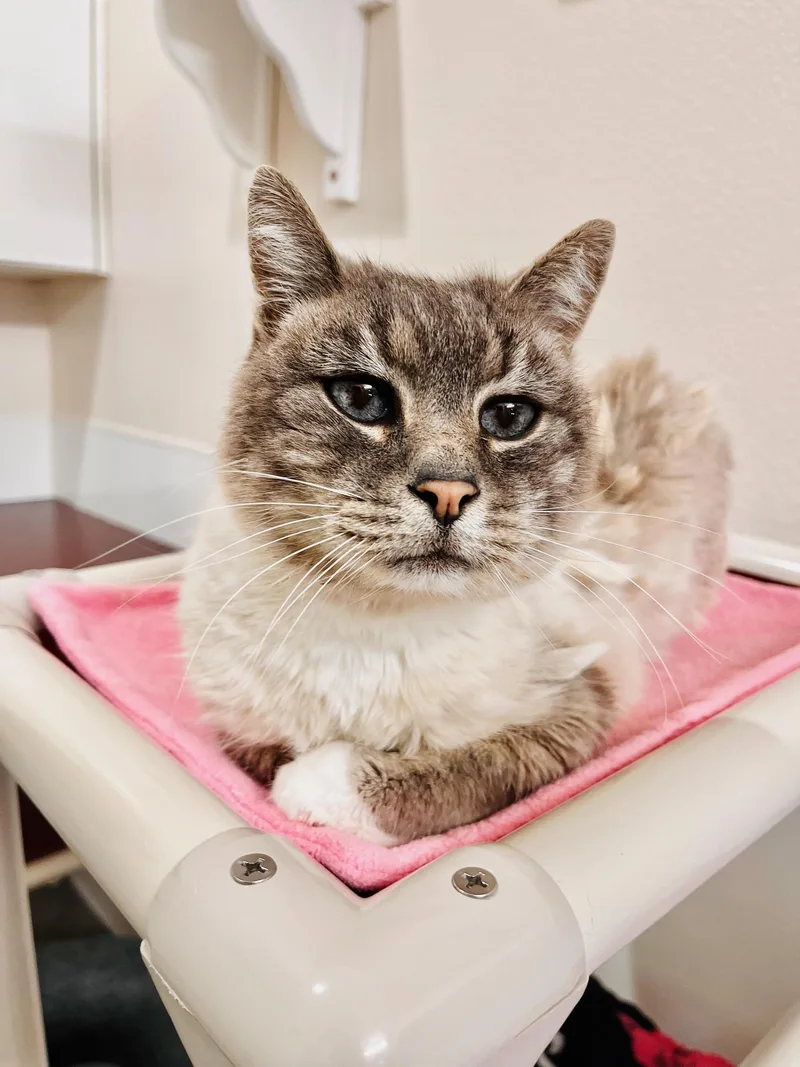 A senior medium-sized male Lilac Point Domestic Short Hair cat named Chance for adoption in Boise, ID