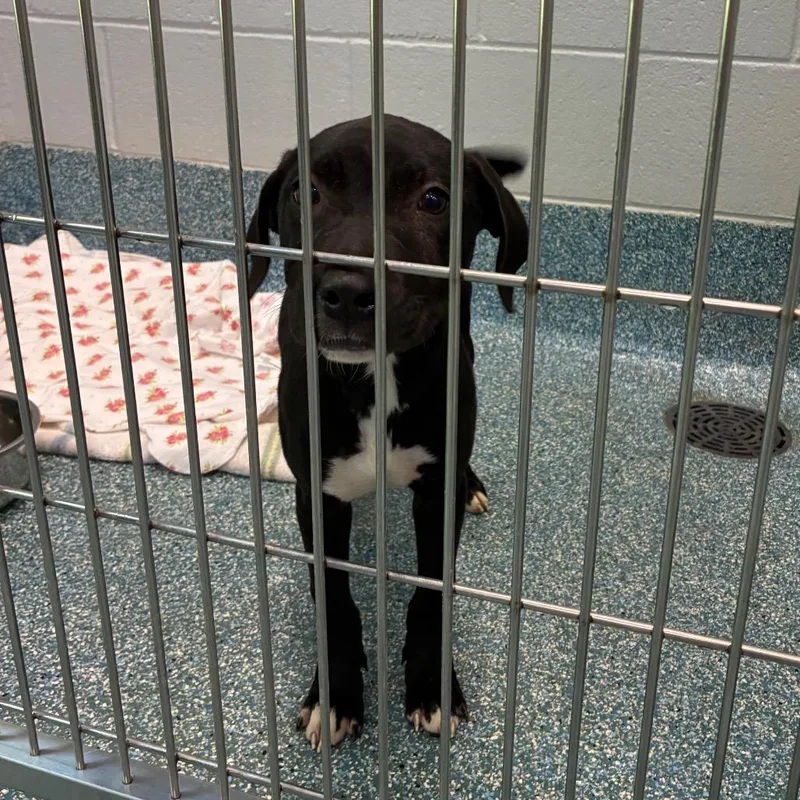 A baby small-sized female Black Mixed Breed dog named Miss Ma'am for adoption in Greensboro, NC
