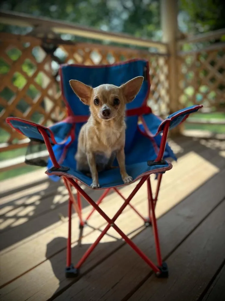 An adult small-sized female White / Cream Chihuahua dog named Sandy for adoption in Middletown, CT