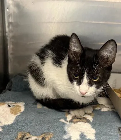 A young small-sized female Domestic Medium Hair cat named Misty for adoption in El Paso, TX