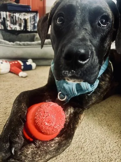 An adult large-sized male Mixed Breed dog named Norman for adoption in Atlanta, GA