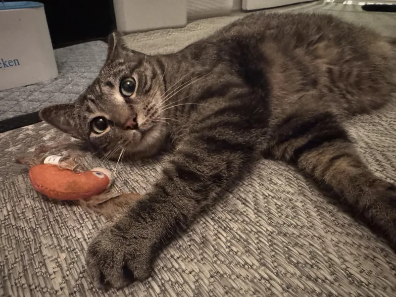 Shrek & Fiona  thumbnail 2