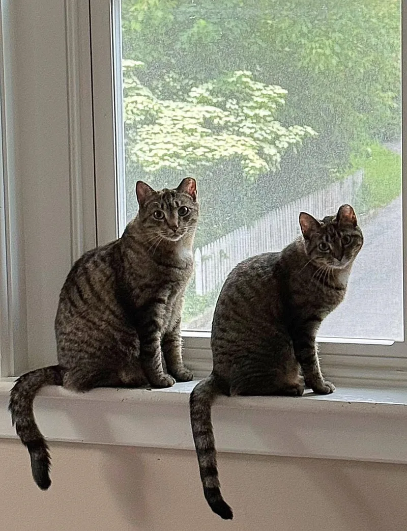 Shrek & Fiona  thumbnail 5