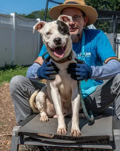 An adult large-sized male Mixed Breed dog named Stitch for adoption in Chamblee, GA