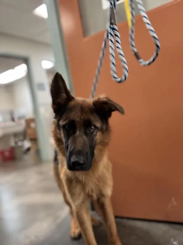 Benny