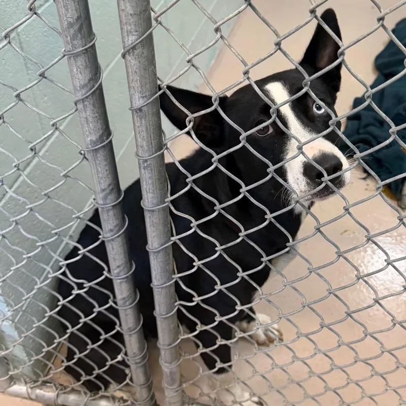 An adult medium-sized female Black Mixed Breed dog named Comet for adoption in Newark, NJ