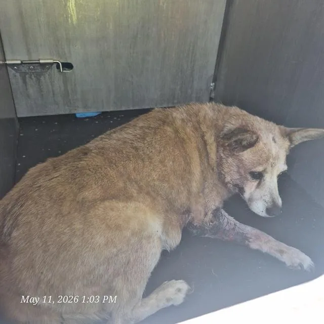 A senior medium-sized female Australian Cattle Dog / Blue Heeler dog named Mama Dog for adoption in San Antonio, TX