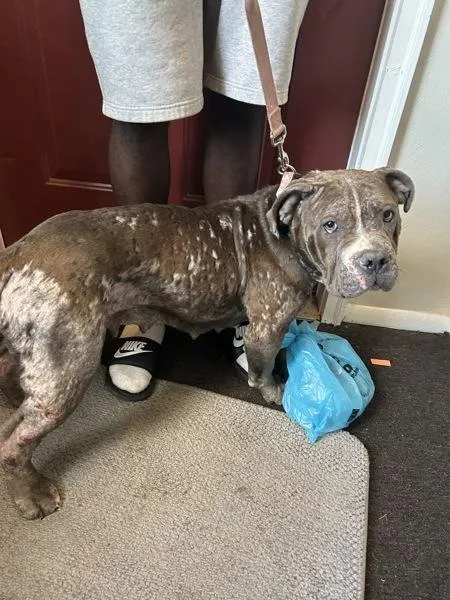 An adult medium-sized female Pit Bull Terrier dog named Waverly for adoption in Virginia Beach, VA