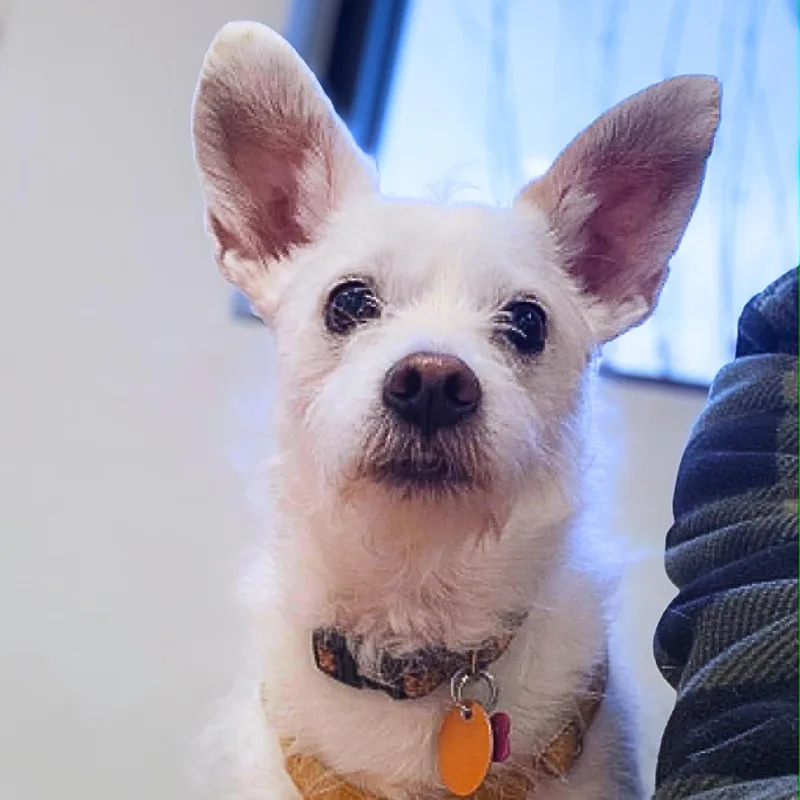A senior small-sized female White / Cream Cairn Terrier dog named Sammi for adoption in Austin, TX