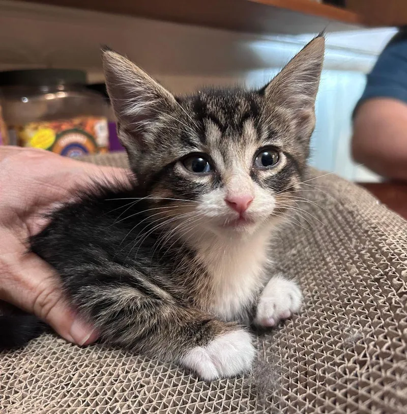 A baby medium-sized male Domestic Short Hair cat named Owen COMING SOON for adoption in East Hartford , CT