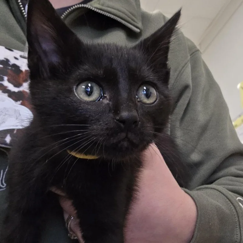 A baby small-sized male Black Domestic Short Hair cat named Trumpet for adoption in Novelty, OH