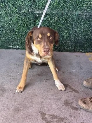 A baby large-sized male Yellow / Tan / Blond / Fawn Shepherd dog named Crockpot for adoption in El Paso, TX