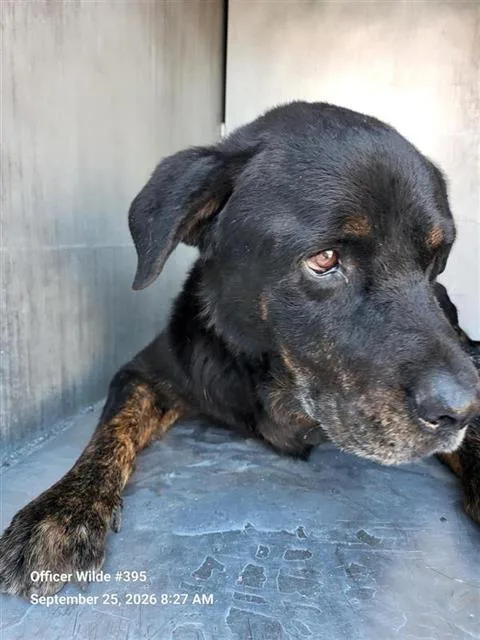 An adult large-sized male Rottweiler dog named Rex for adoption in San Antonio, TX