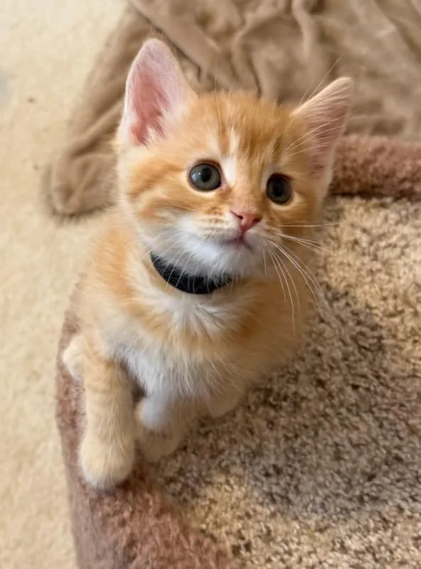 A baby medium-sized female Domestic Short Hair cat named Nero for adoption in Hamilton, OH