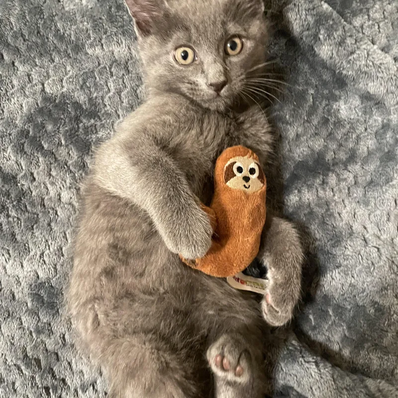 A baby small-sized male Gray / Blue / Silver Domestic Short Hair cat named Troy for adoption in Bayside, NY