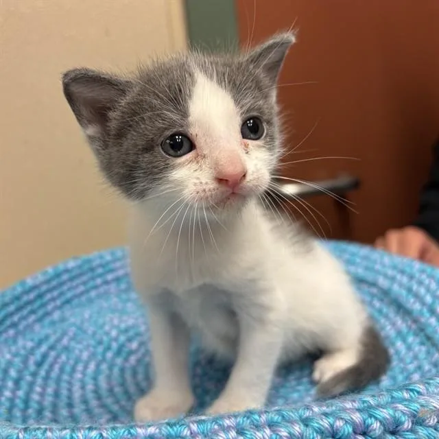 A baby small-sized female Domestic Short Hair cat named Clawdia for adoption in Rancho Cucamonga, CA