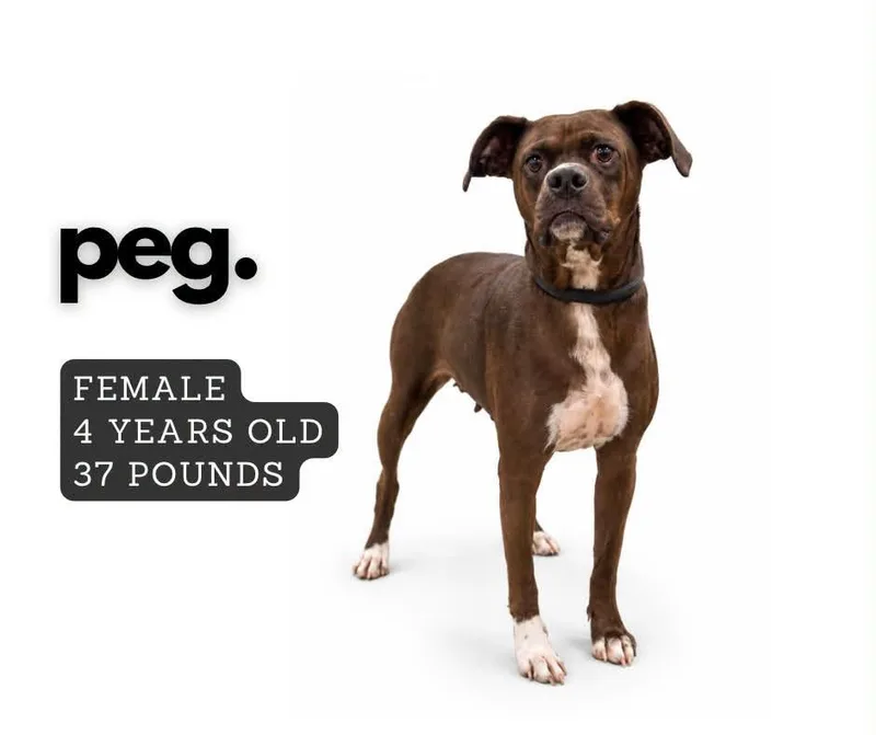 An adult large-sized female Mixed Breed dog named Peg for adoption in Ashland, KY