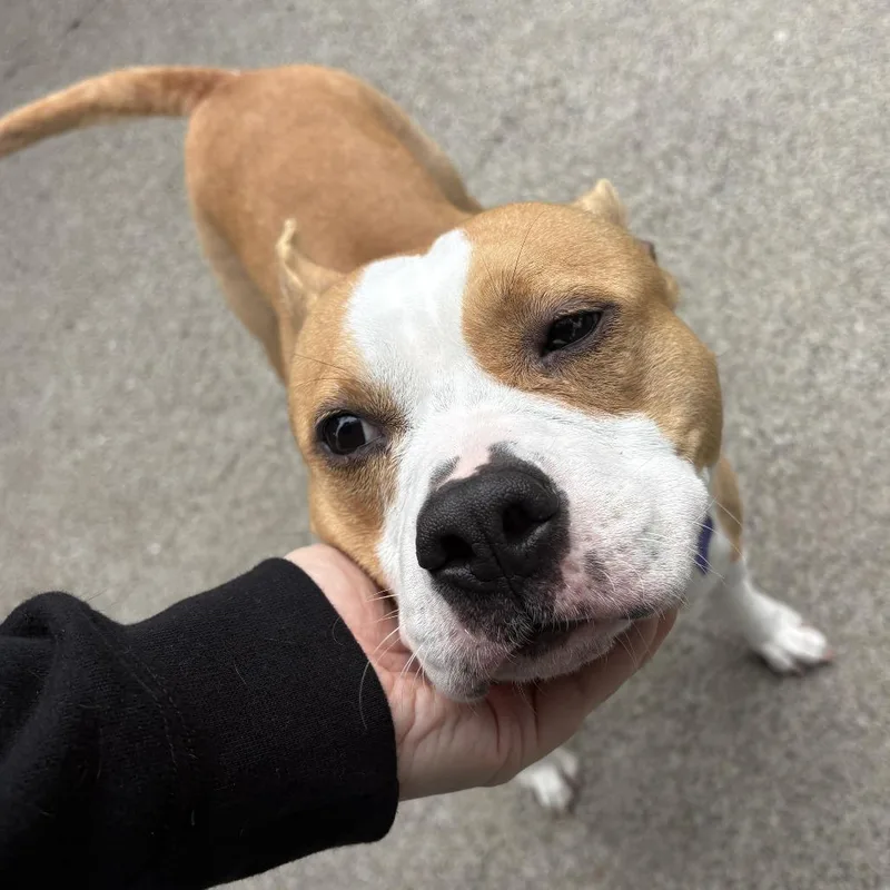 An adult medium-sized female White / Cream Mixed Breed dog named Porsha for adoption in San Francisco, CA