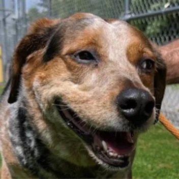 A senior medium-sized female Beagle dog named Emmy Lou for adoption in Fairfax, VA