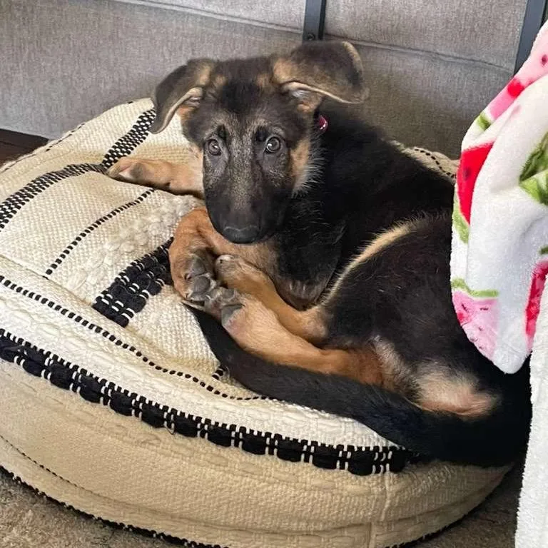 A baby medium-sized female German Shepherd Dog dog named Maeve for adoption in New Fairfield, CT
